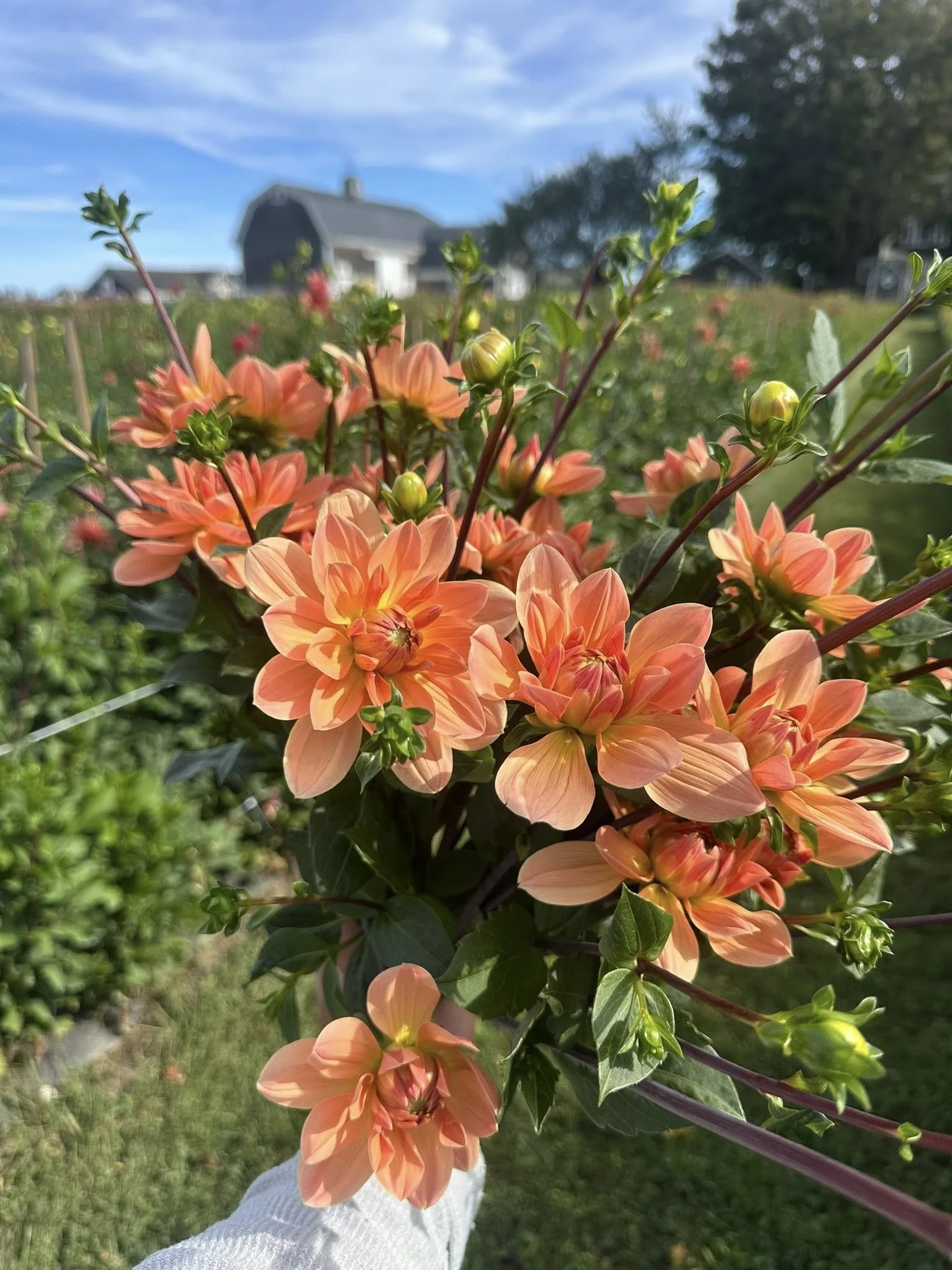 Dahlia Yvonne 1 Tuber — Dahlia Shed